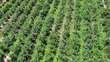 无人机航拍北方植物树木绿化造林视频的预览图
